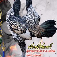 ไก่ชนโนนแดงฟาร์ม1