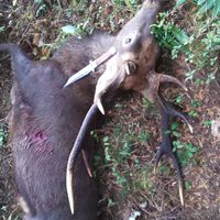 静岡 狩猟 鉄砲 銃猟 一緒にやりましょう！ 猟犬 雑談