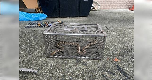 捕蜂捉蛇業務移轉近2年　基市消防員遭龜殼花狠咬