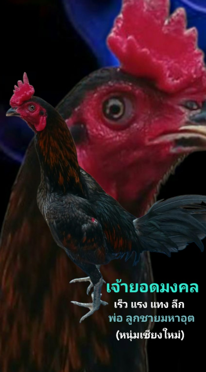 Bbคอกไก่ พม่าแข้งพิเศษ