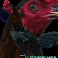Bbคอกไก่ พม่าแข้งพิเศษ
