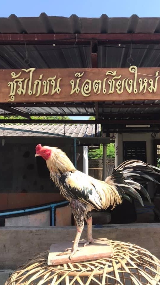 ซุ้มไก่ชนน็อตเชียงใหม่