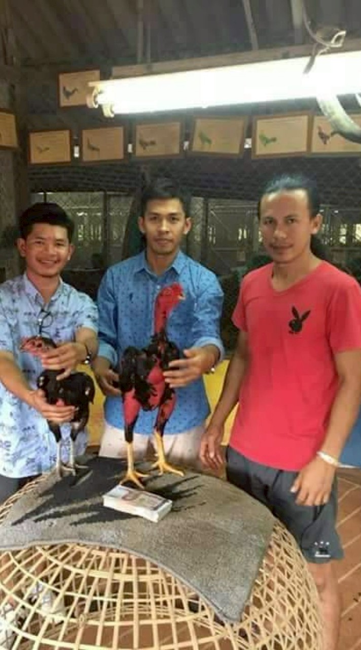 แหล่งเพาะพันธุ์ และพัฒนาไก่ชนทุกสายพันธุ์