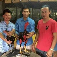 แหล่งเพาะพันธุ์ และพัฒนาไก่ชนทุกสายพันธุ์