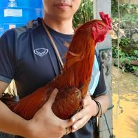 ซุ้มเชลซีฟาร์ม เชียงราย