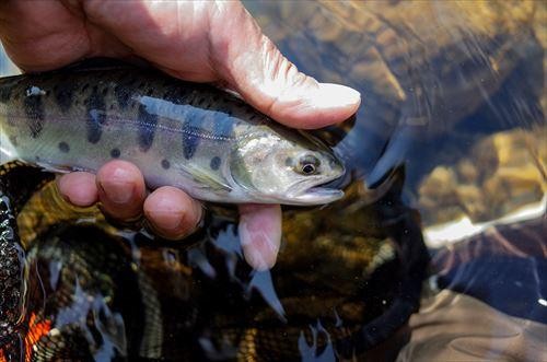 実は川魚にも大きな違いがあるって知ってた 意外すぎる味や見た目の違いって オリーブオイルをひとまわしニュース