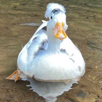 2026/7/4-7/5「天晴野舍」包場露露