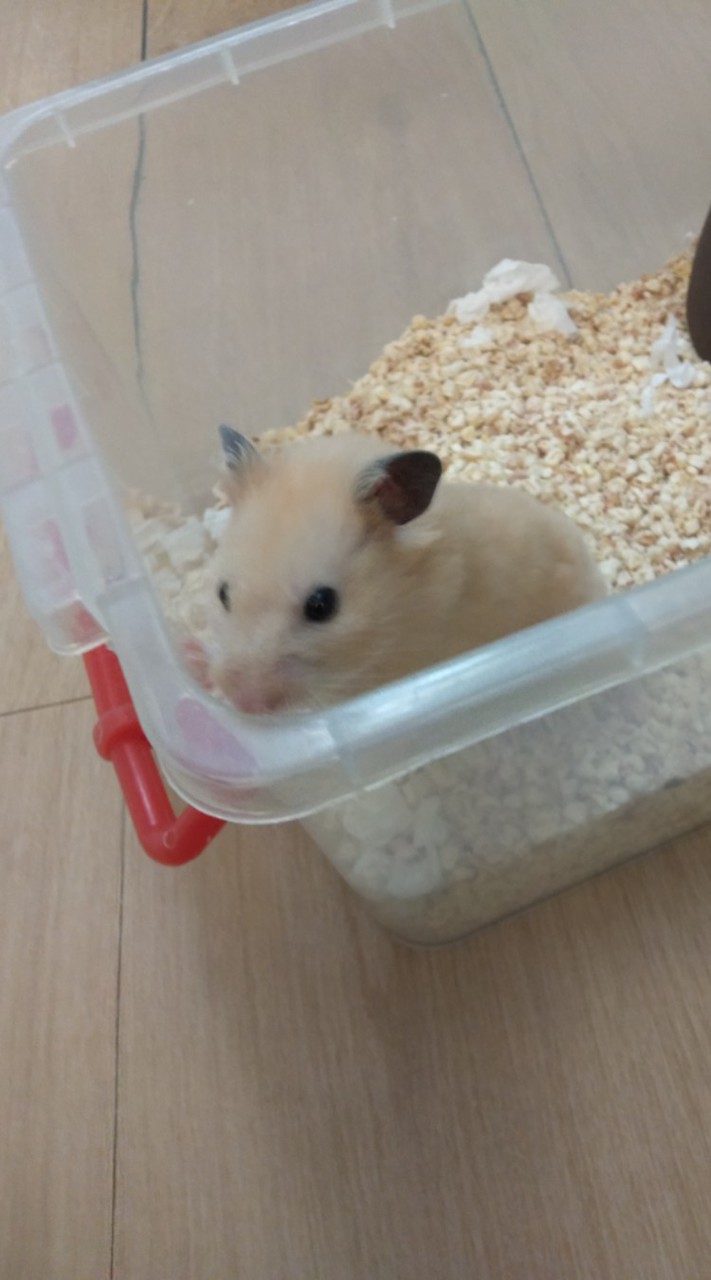 薯條代購