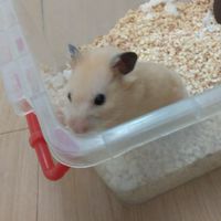 薯條代購