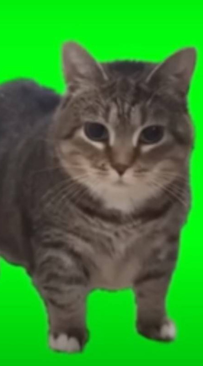 Spinning cat (กลุ่มหลัก)