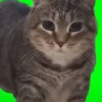 Spinning cat (กลุ่มหลัก)