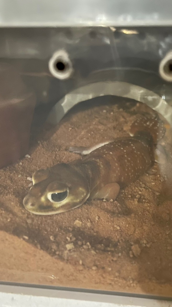 壁虎飼集