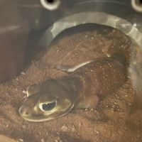 壁虎飼集