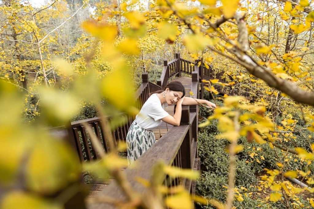 溪頭旅遊軸 南投溪頭旅遊軸｜探訪竹山、鹿谷、溪頭沿線生態之美 6 2023