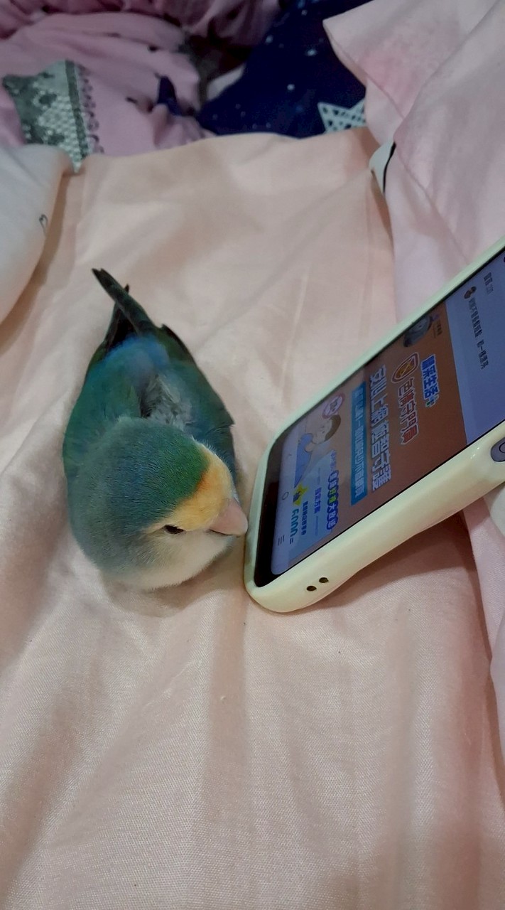 啾啾啾～啾