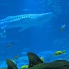 浮気された人限定( ;`ω´) (`ω´;(`ω´; )ﾋｿﾋｿ