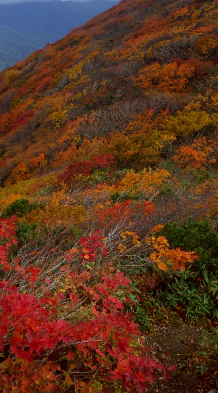 ☆★POLARIS ★☆♭︎♭︎