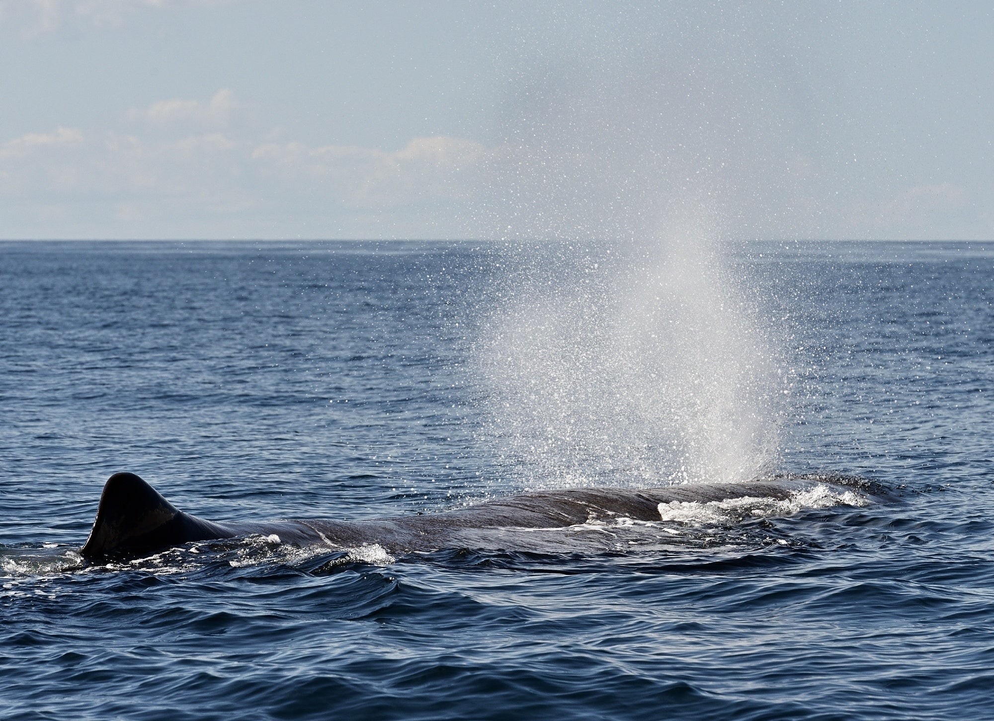 野生のシャチのド迫力と美しさ 愛しい北海道animals Note ノート