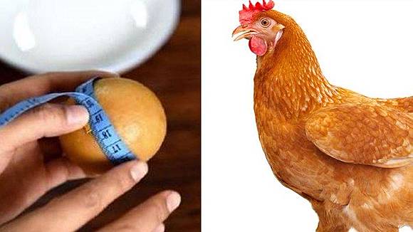 Populer Akhirnya Terjawab Teka Teki Duluan Telur Atau Ayam Yang Lama Jadi Misteri Kini Terpecahkan Tribun Style Line Today