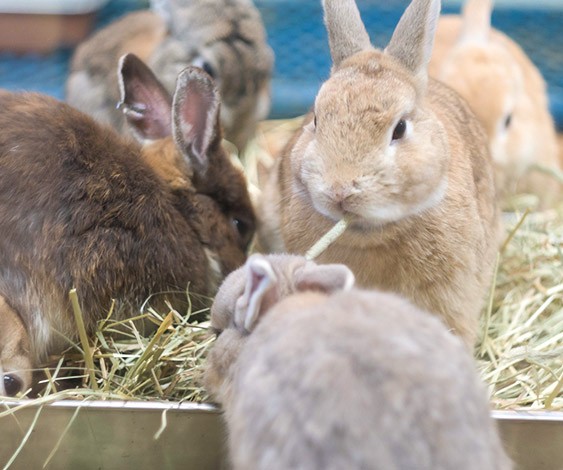 種類がたくさんあるけどオススメは うさぎの主食である牧草について ふうたの飼い主