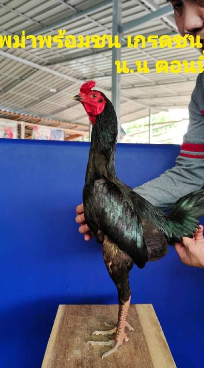 ชื้อขายแลกเปลี่ยนไก่ชน พม่าและเหล่าป่าก๋อย ภาคเหนือ