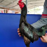 ชื้อขายแลกเปลี่ยนไก่ชน พม่าและเหล่าป่าก๋อย ภาคเหนือ