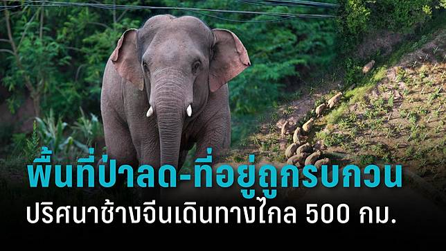 ไขปริศนา ทำไมช้างป่าในจีนต้องเดินทางไกล 500 กิโลเมตร? | PPTV HD 36 | LINE  TODAY