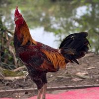 ไก่ชนพม่าเหล่า“ต้นตำรับสายน้ำสุโขทัย“