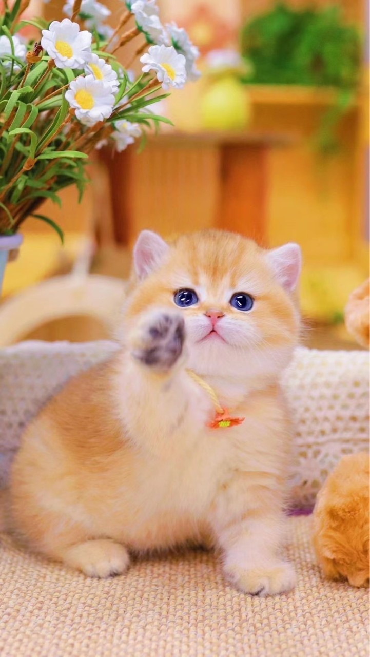 Dori Cattery : ฟาร์มแมวนำเข้า