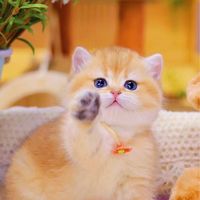 Dori Cattery : ฟาร์มแมวนำเข้า