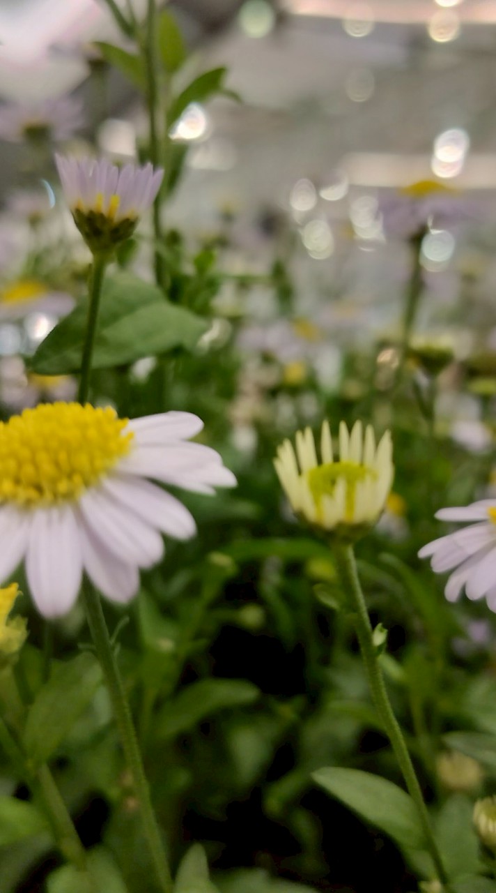 นิฮอนอิจิ เหมราช