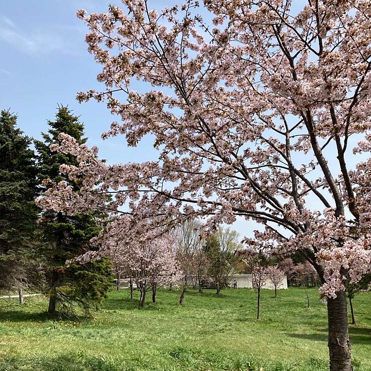 モエレ沼公園 サクラの森 モエレヌマコウエン サクラノモリ モエレ沼公園 桜の名所 By Line Place