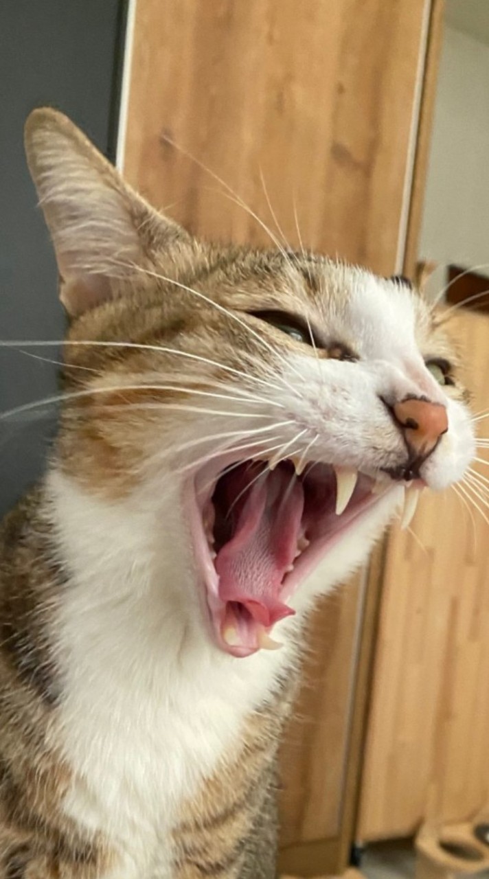 🐾虎皮喵喵教🐾