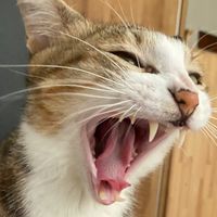🐾虎皮喵喵教🐾