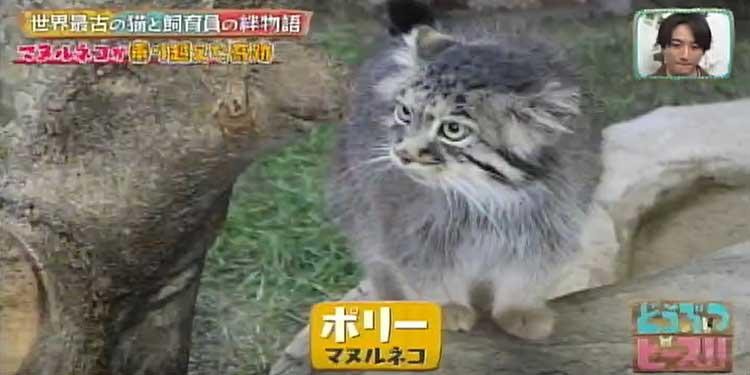 ブサカワ界の新星 世界最古の猫マヌルネコの赤ちゃん