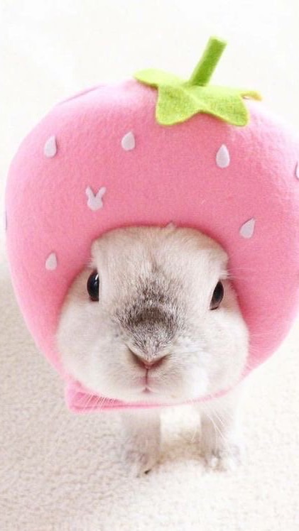 ลูกค้าร้านblossombunniesน่ารักทูกคน