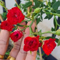 ศูนย์รวมต้นไม้