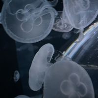 60人でウオ配布　ブロックスフルーツ！配布中お手伝い原神もやってるよ