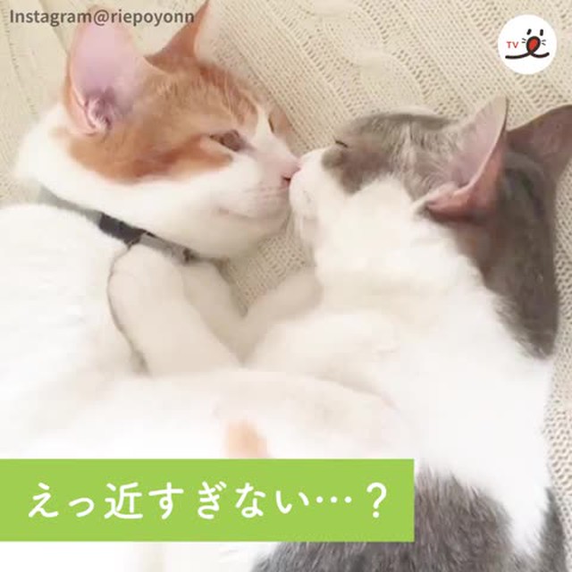 一度見たらトリコになっちゃう 世界一しょんぼりした顔の猫 ルフくんの日常