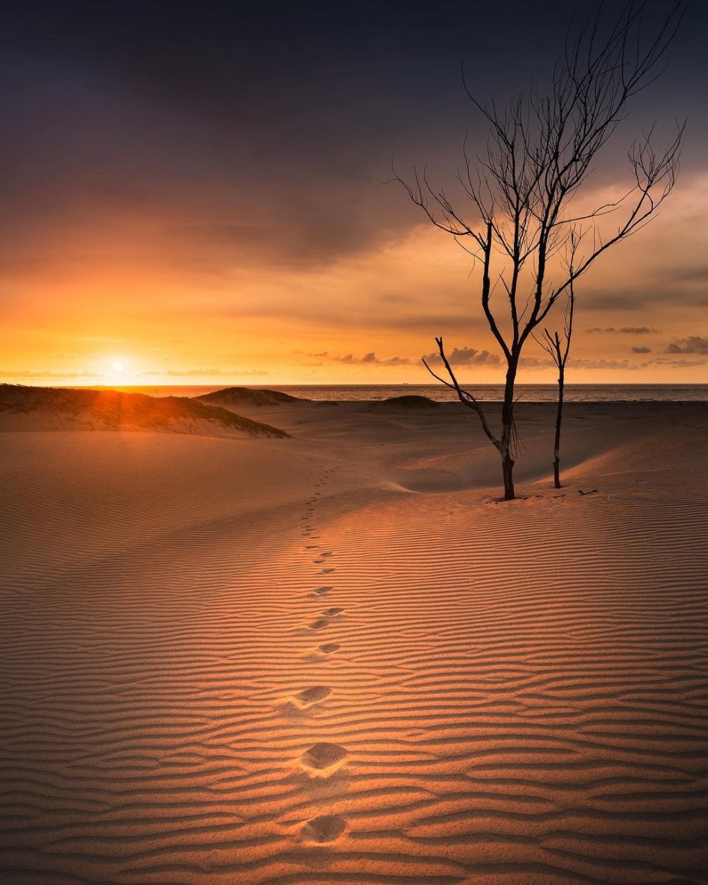 頂頭額沙丘 @billy210110