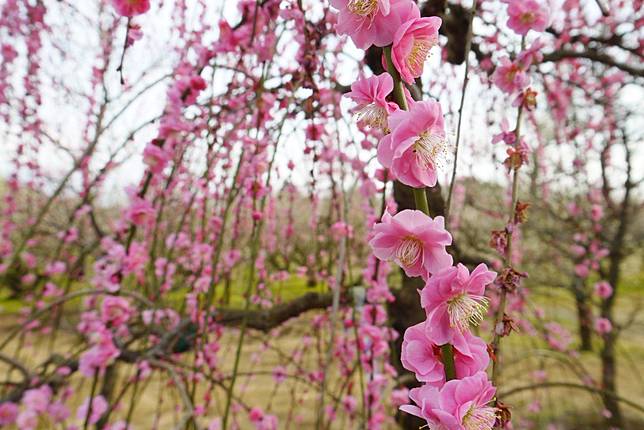 日本櫻花季前不能錯過的賞花前哨站 令和開春美景 關東三大梅林 妞新聞 Line Today