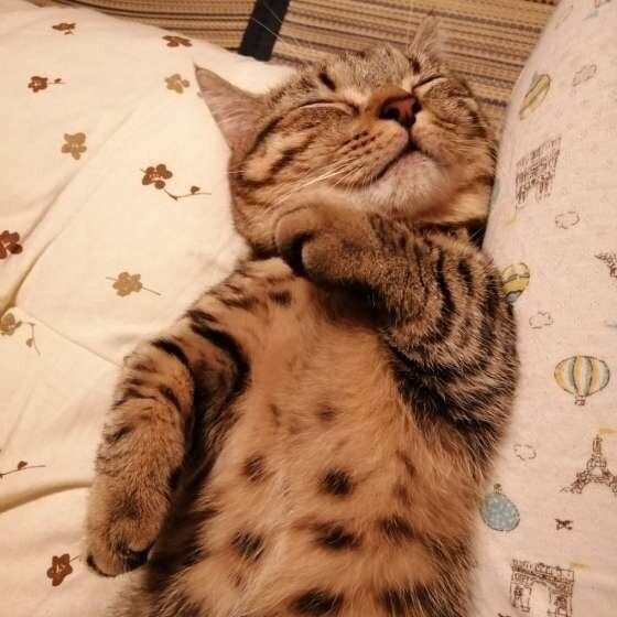 好きなのに嫌われちゃう 猫になつかれない人のやりがち