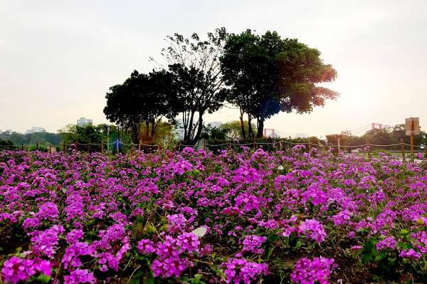 花海蝴蝶一起賞 紫紅花毯綻放美照拍不停 景點家 Line Today