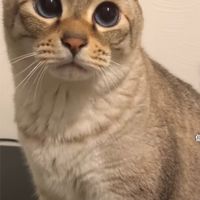 雑談オプ🌟