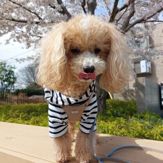 犬が舌なめずりする理由 かわいい画像もご紹介 いぬのきもちnews