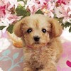 本音で楽しくみんなで語ってワイワイしょ雑談・ライブトーク部屋⭐😺新規さん募集中🌟🌈