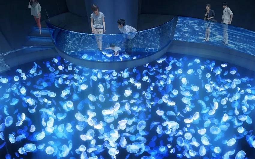 東京墨田水族館疫情過後全新翻修 日本最大型7公尺長巨大水母槽超吸睛 去看水母游啊游療癒一下吧 Walker Line Today