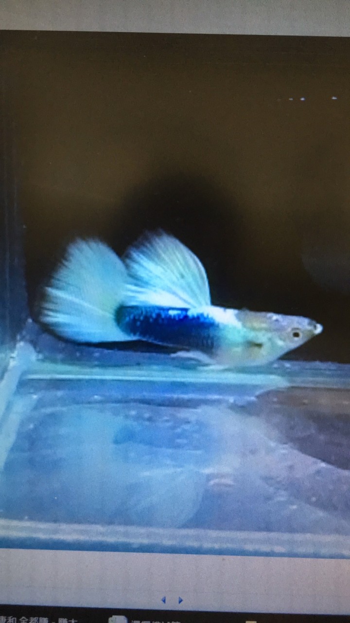 台中孔雀魚飼養交流