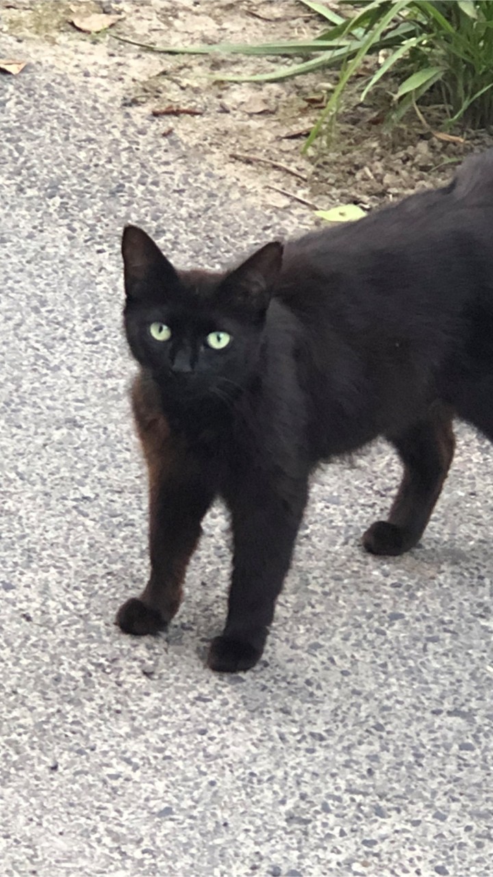 ブラックキャットタワー