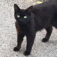 ブラックキャットタワー